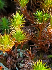Polytrichum