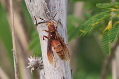 Polistes cavapyta
