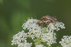 Chauliognathus scriptus