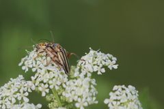Chauliognathus scriptus
