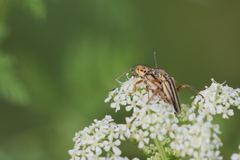 Chauliognathus scriptus