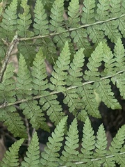 Dryopteris lewalleana