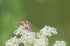 Chauliognathus scriptus