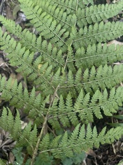 Dryopteris lewalleana