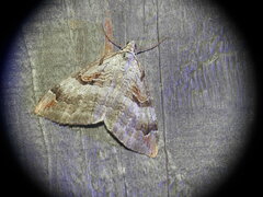 Aplocera praeformata