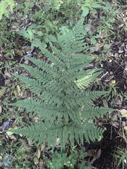 Dryopteris lewalleana