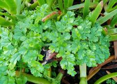 Daucus carota halophilus