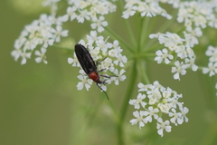 Dilophus pectoralis