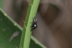 Dendryphantes mordax