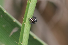 Dendryphantes mordax