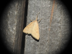 Udea lutealis