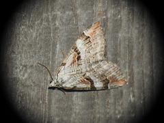 Aplocera praeformata