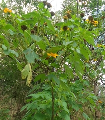 Tithonia