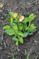 Crossandra greenstockii
