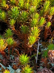 Polytrichum