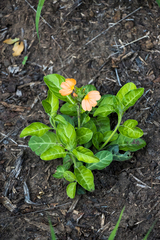 Crossandra greenstockii