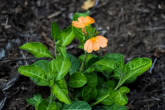 Crossandra greenstockii