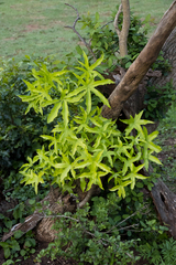 Cussonia natalensis