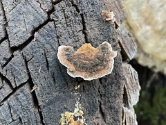 Trametes ochracea
