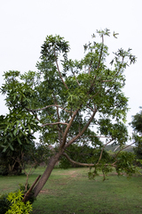 Cussonia natalensis