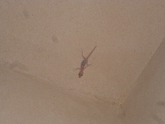 Ptyodactylus hasselquistii