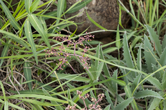 Cyphostemma