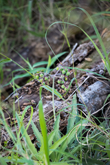 Cyphostemma