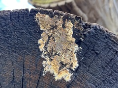 Serpula himantioides