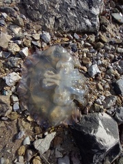 Catostylus tagi