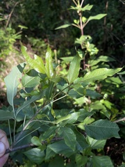 Heteromorpha arborescens abyssinica
