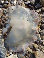 Catostylus tagi