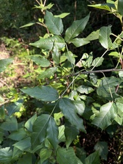 Heteromorpha arborescens abyssinica