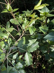 Heteromorpha arborescens abyssinica