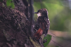 Pygarrhichas albogularis