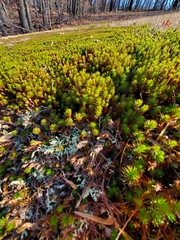Polytrichum