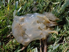 Catostylus tagi