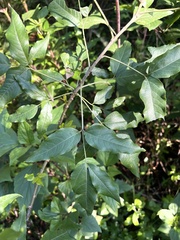 Heteromorpha arborescens abyssinica