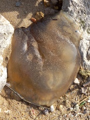 Catostylus tagi