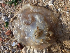Catostylus tagi