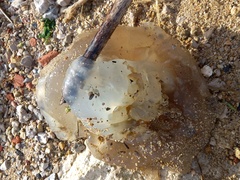 Catostylus tagi