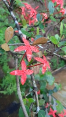 Ixora coccinea image