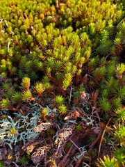 Polytrichum
