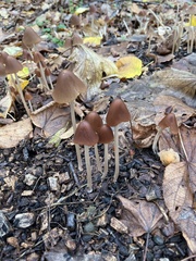 Parasola conopilea