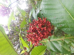 Rubiaceae