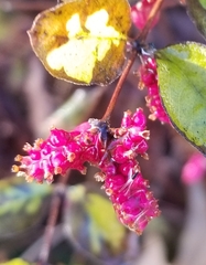 Symphoricarpos orbiculatus