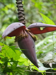 Musa balbisiana