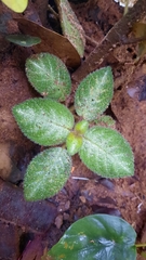 Episcia lilacina