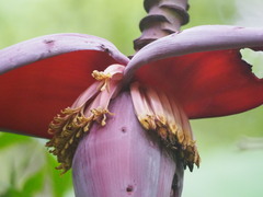 Musa balbisiana