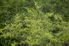 Dichrostachys cinerea