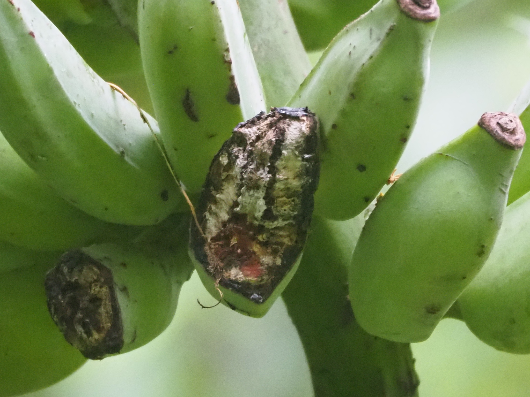 Musa